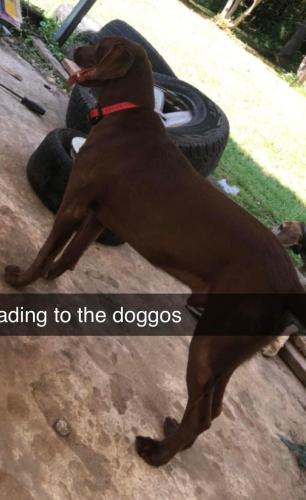 Lost Male Dog last seen Ruhamah Rd. And Gillespie Rd, Liberty SC, Liberty, SC 29657