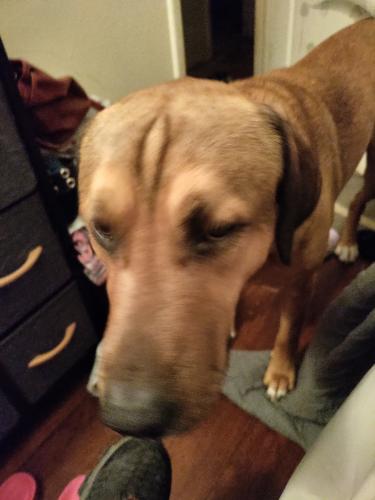 Lost Male Dog last seen Near E 69th St, Independence, MO 64057
