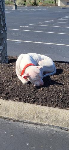 Found/Stray Unknown Dog last seen Kroger, German Village Columbus OH, Columbus, OH 43215