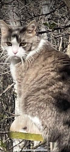 Lost Male Cat last seen Harbor lights Rd and Longview Ln Suamico, Suamico, WI 54173