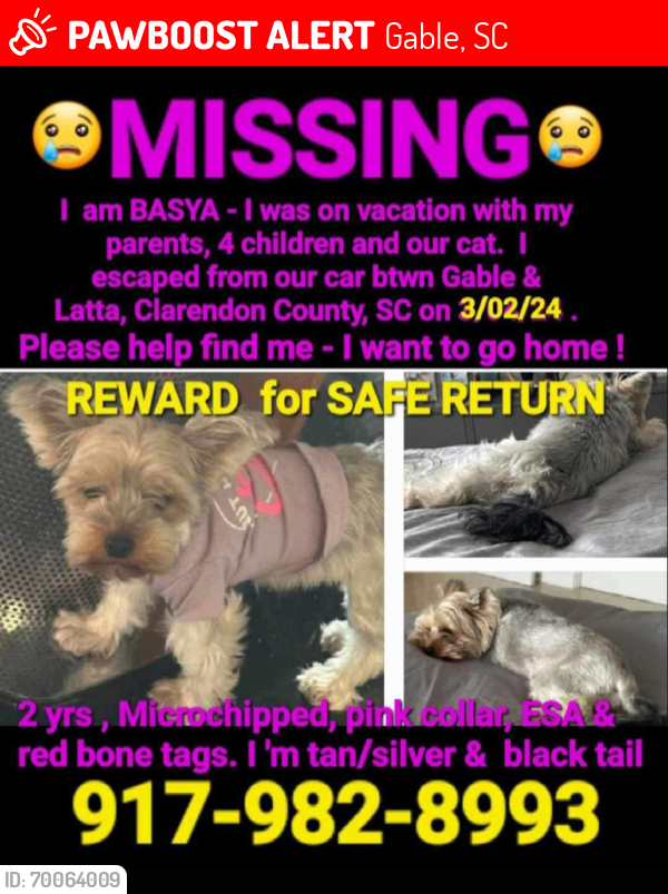 Lost Female Dog last seen Near Myrtle Beach Hwy, Gable, SC 29051, Gable, SC 29051