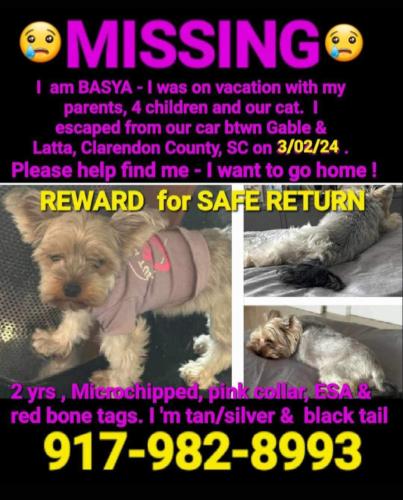 Lost Female Dog last seen Near Myrtle Beach Hwy, Gable, SC 29051, Gable, SC 29051