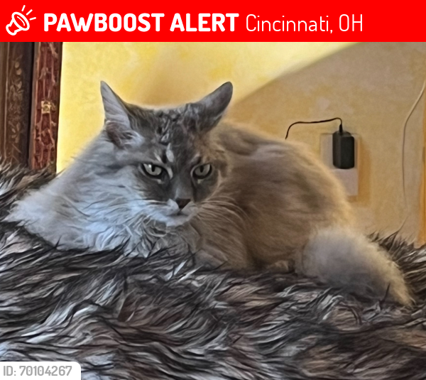Lost Female Cat last seen Amberley Village, Cincinnati, OH 45237