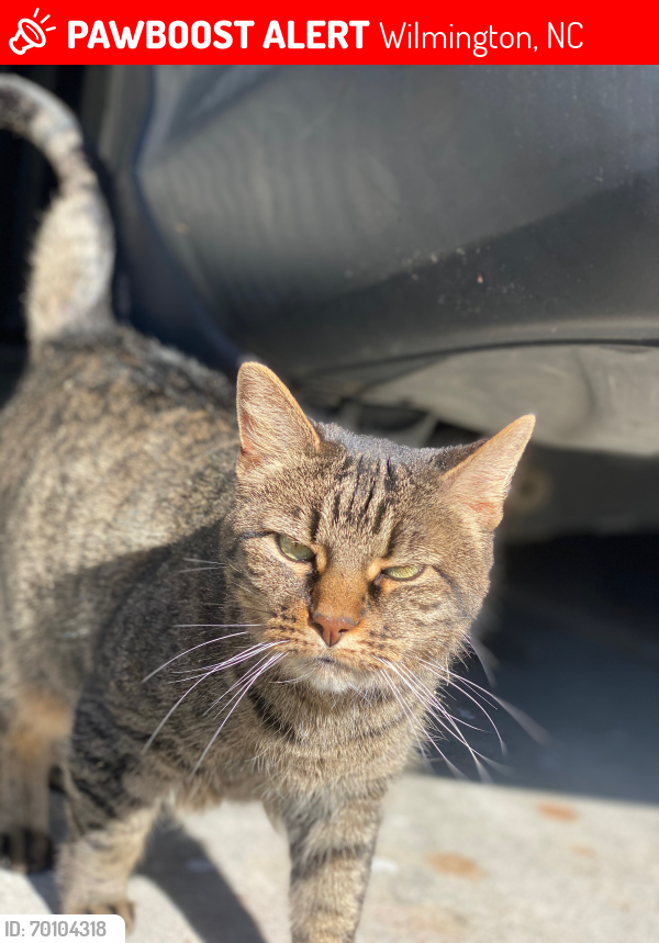 Lost Female Cat last seen Dallas Dr and Long Leaf Acres , Wilmington, NC 28405