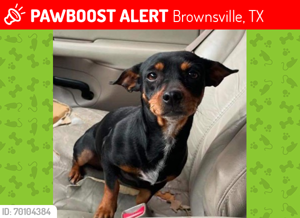 Lost Female Dog last seen McKenzie Rd & Mezquital Ave. , Jenny Cir. & Elma St. , Brownsville, TX 78521