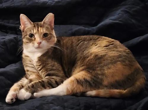 Lost Female Cat last seen Kingsley DR SE, Concord, NC, Concord, NC 28025