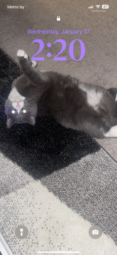Lost Male Cat last seen Robert’s trail, Inver Grove Heights, MN 55077