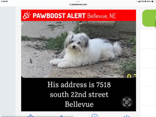 Lost Male Dog last seen By the Casey’s going across the street, Bellevue, NE 68005
