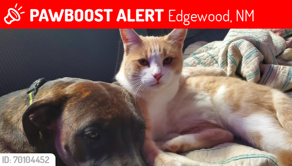 Lost Male Cat last seen Quail Run Edgewood NM, Edgewood, NM 87015