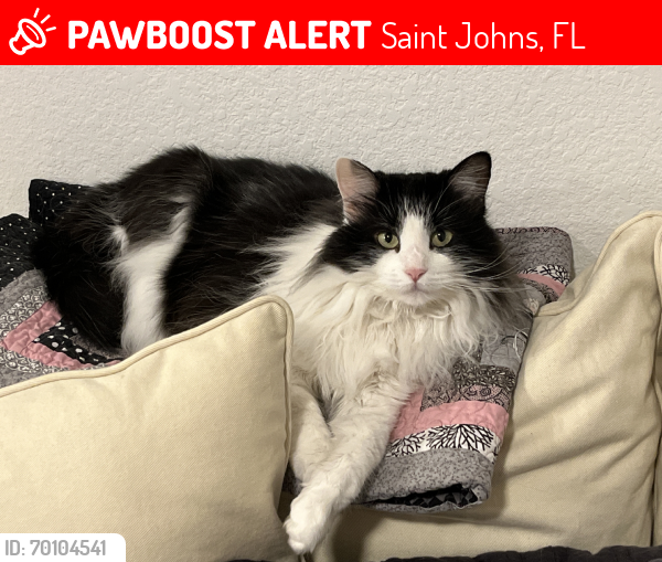 Lost Female Cat last seen Race Track Rd, Saint Johns, FL 32259