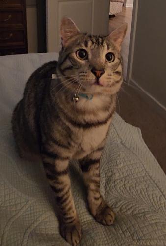 Lost Male Cat last seen Town Park Dr. and Grand Village Blvd, Conroe, TX 77304