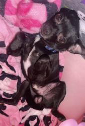 Lost Male Dog last seen Gail Dr. and CR 3504, Bullard, TX 75757