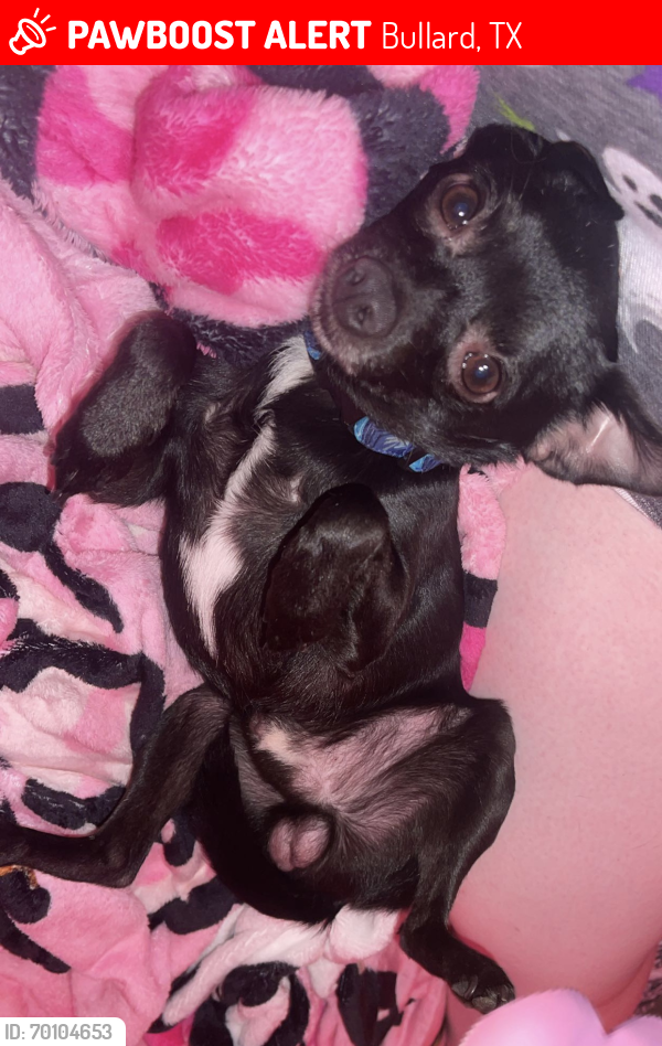 Lost Male Dog last seen Gail Dr. and CR 3504, Bullard, TX 75757