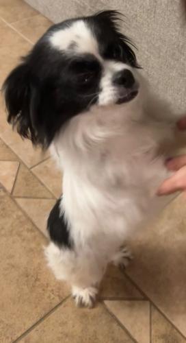 Lost Female Dog last seen Sagebrush waterview ests subdivision , Fort Bend County, TX 77407