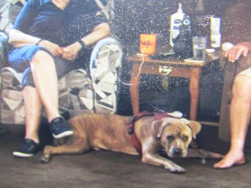 Lost Male Dog last seen west leigh street, Richmond, VA 23220