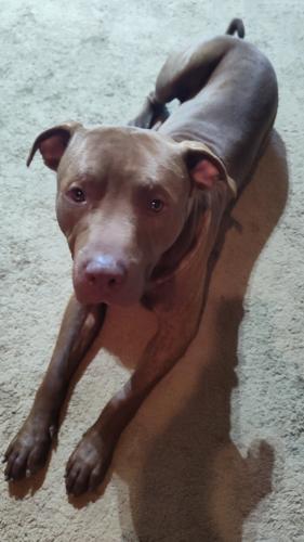 Lost Male Dog last seen Sheckler street buycrus Ohio , Bucyrus, OH 44820