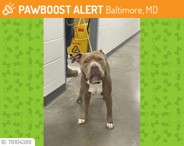 Shelter Stray Male Dog last seen Near Westwood Ave, 21217, MD, Baltimore, MD 21230