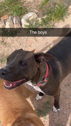 Lost Male Dog last seen Camino de la Tierra and valencia , Tucson, AZ 85746