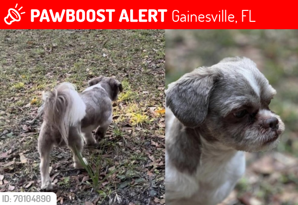 Lost Male Dog last seen Tom petty park , Gainesville, FL 32601