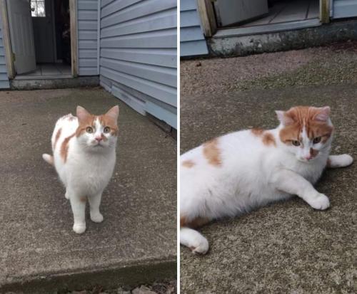 Lost Male Cat last seen Mulberry Ave and Willowdale, Portage, IN 46368