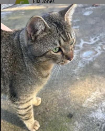 Lost Male Cat last seen orangeburge ave, Modesto, CA 95350