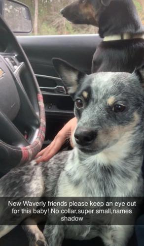 Lost Female Dog last seen New Waverly texas, New Waverly, TX 77358