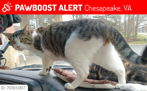 Lost Female Cat last seen Wawa in Chesapeake Greenbrier Parkway, Chesapeake, VA 23320