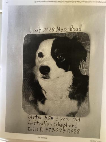 Lost Female Dog last seen Between Pine Hollow and 59 Hwy on Old Union town RD., Van Buren, AR 72956