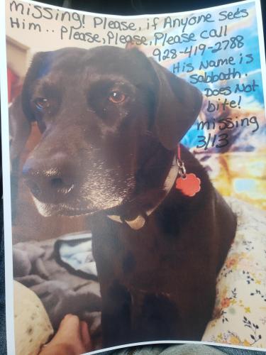 Lost Male Dog last seen Norrie & East Hearne Kingman Arizona , New Kingman-Butler, AZ 86409