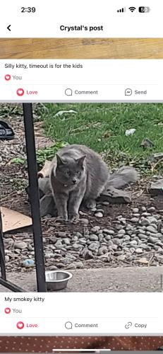 Lost Male Cat last seen N Washington St and Lyons , Spokane, WA 99208