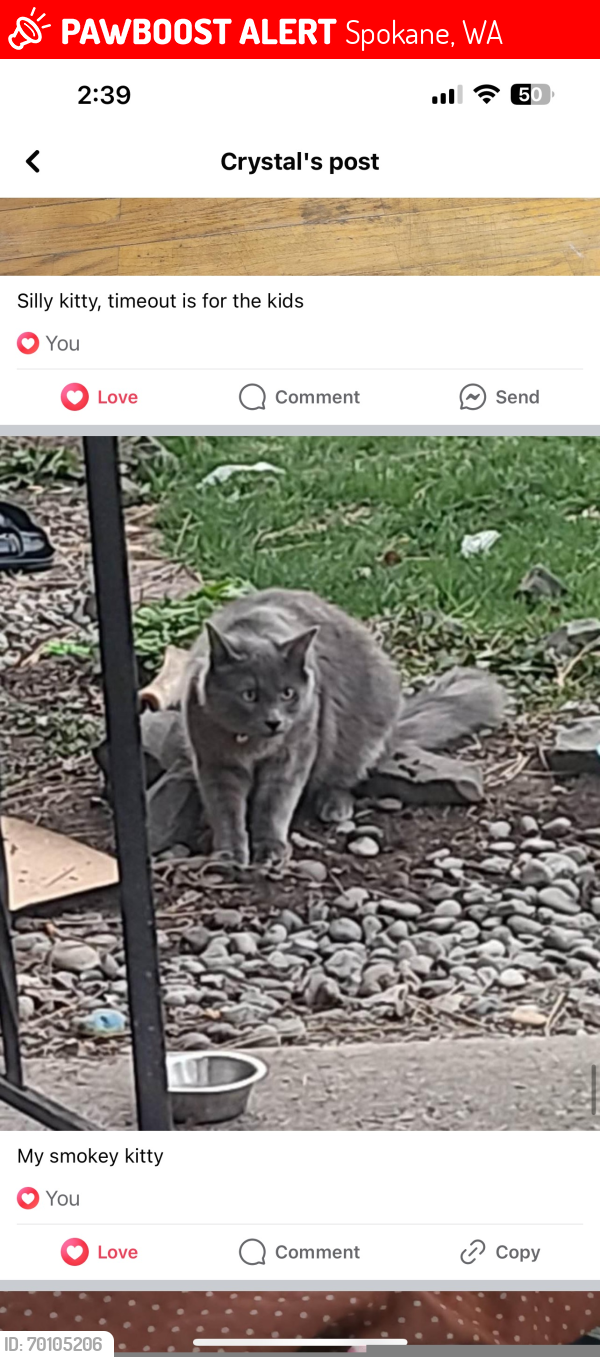 Lost Male Cat last seen N Washington St and Lyons , Spokane, WA 99208