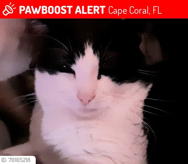 Lost Female Cat last seen Nw 26th st & 18, Cape Coral, FL 33993