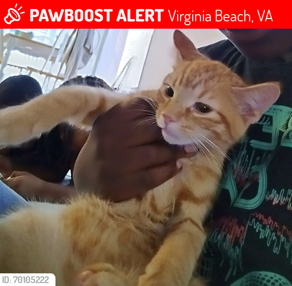 Lost Male Cat last seen Pick & Pull, Virginia Beach, VA 23454