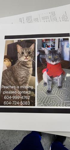 Lost Female Cat last seen Near 121  street surrey , Surrey, BC V3V 4J8