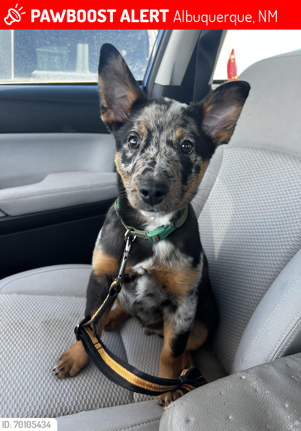 Lost Male Dog last seen Menaul and Wyoming, Hoffman Park, Albuquerque, NM 87112