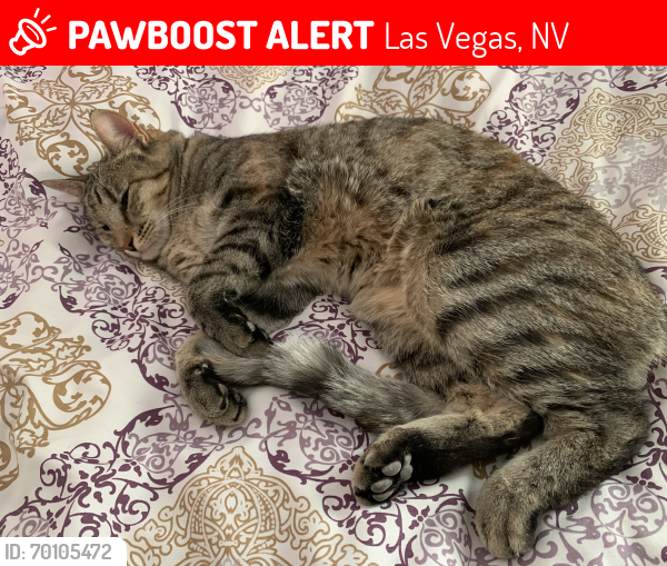 Lost Female Cat last seen University Ave and Peace way, Las Vegas, NV 89147