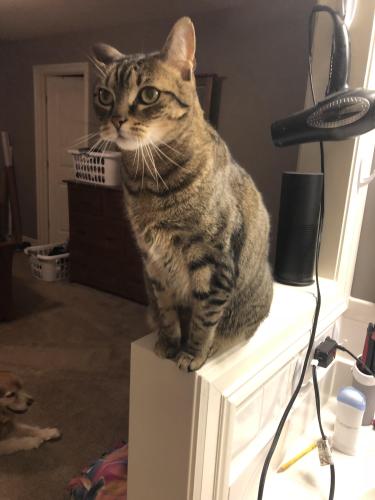 Lost Female Cat last seen Our home near the intersections of Rt 352 and Manley Rd, across the street from Matlack Flourist, West Chester, PA 19380