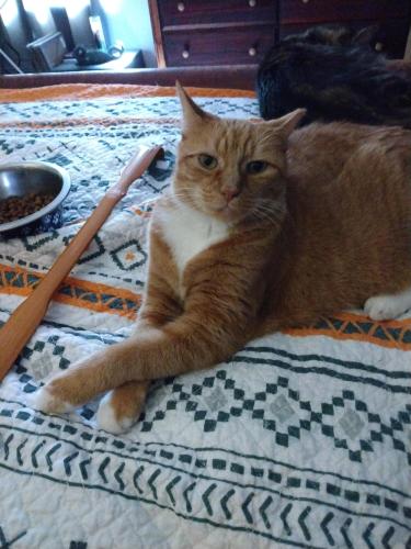 Lost Female Cat last seen CR225 (Race Track Rd) & 73rd Ave #, Gainesville, FL 32609