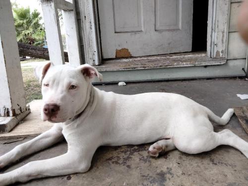 Lost Male Dog last seen Near summers street corpus Christi Texas 78407, Corpus Christi, TX 78407