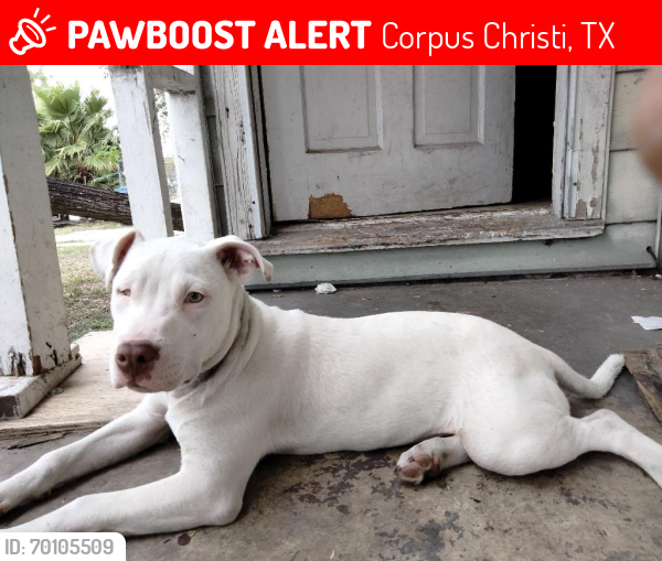 Lost Male Dog last seen Near summers street corpus Christi Texas 78407, Corpus Christi, TX 78407