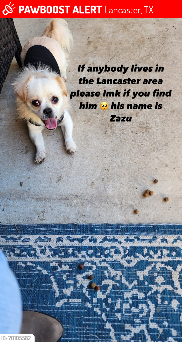 Lost Male Dog last seen Lancaster tx, Lancaster, TX 75146