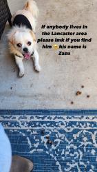 Lost Male Dog last seen Lancaster tx, Lancaster, TX 75146