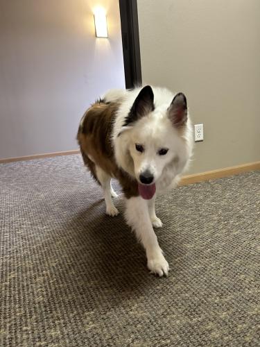 Found/Stray Male Dog last seen Plaza Azteca , Fargo, ND 58104