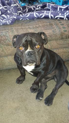 Lost Male Dog last seen Griegos and 2nd Street , Albuquerque, NM 87107
