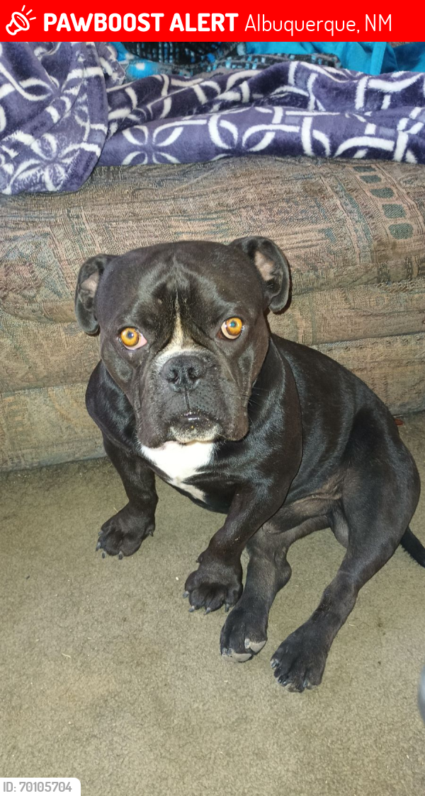 Lost Male Dog last seen Griegos and 2nd Street , Albuquerque, NM 87107