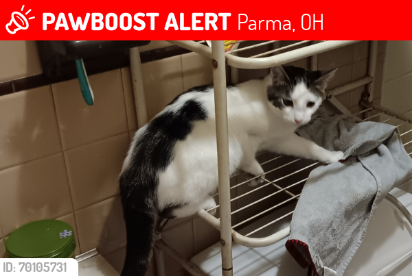 Lost Male Cat last seen Hausermen road , Parma, OH 44130