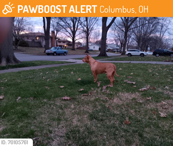 Found/Stray Female Dog last seen Redwood and sandlewoid, Columbus, OH 43229