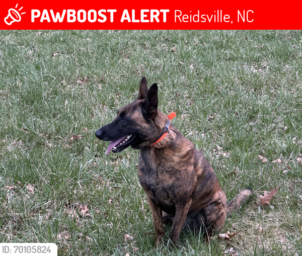 Lost Female Dog last seen Grooms Rd. Massey Rd intersection , Reidsville, NC 27320