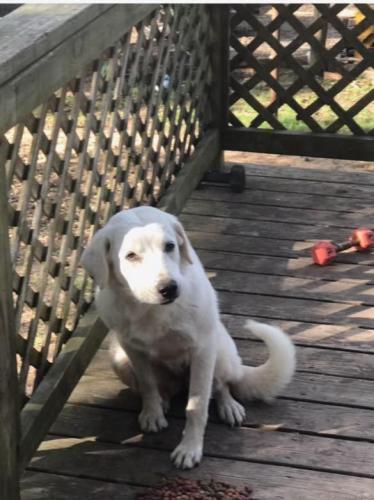 Lost Female Dog last seen hse Road and 105, Conroe, TX 77304