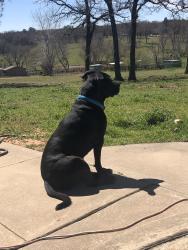 Lost Male Dog last seen Near and E Imhoff rd, Norman, OK 73026